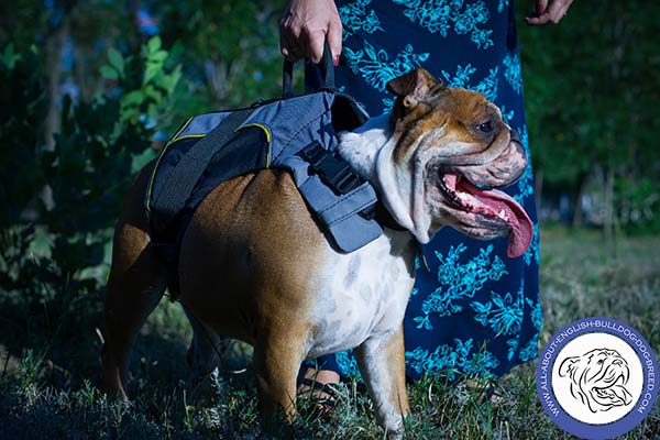 English Bulldog nylon harness adjustable  with quick release buckle for perfect control