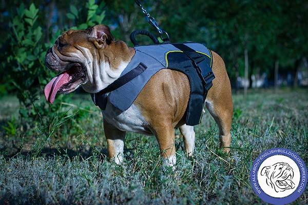 English Bulldog nylon harness felt padded with d-ring for leash attachment for basic training