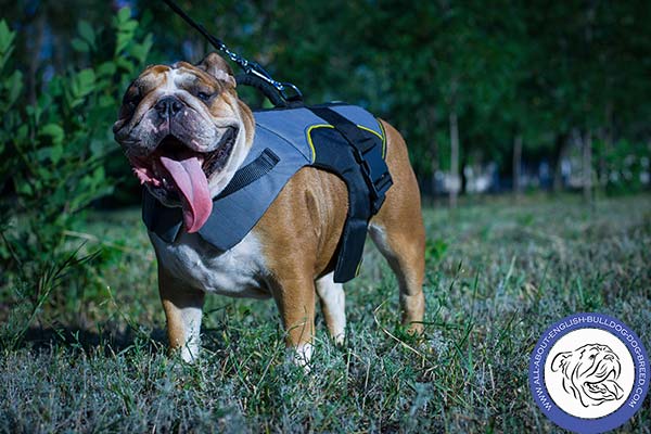 English Bulldog nylon harness with strong handle for pulling activity