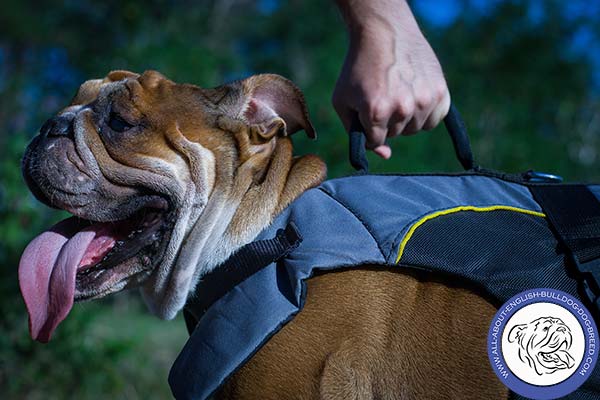 Multitask Nylon English Bulldog Harness with Comfy Handle