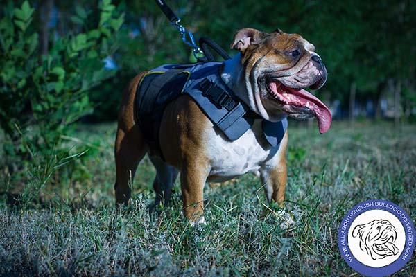 Universal Nylon Harness for English Bulldog