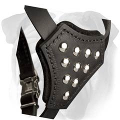 Padded Chest Plate for Leather English Bulldog Puppy Harness with Cones