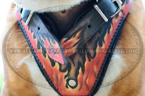 English Bulldog Harness Leather Fire Image for Dog Walking Item