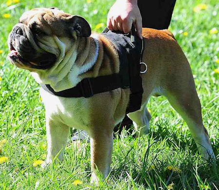 are english bulldogs good service dogs