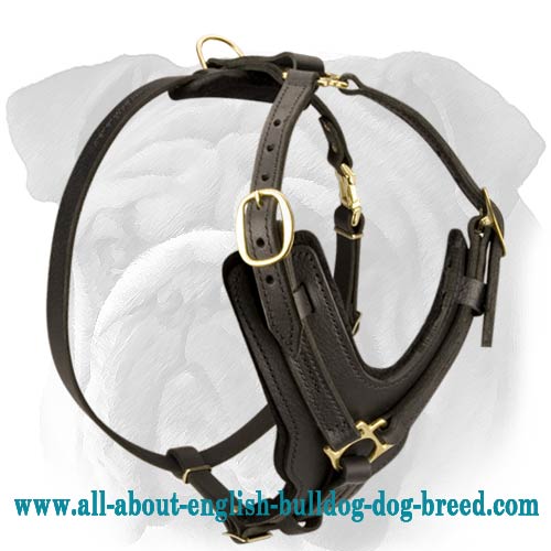 Padded Leather Dog Harness for English Bulldog