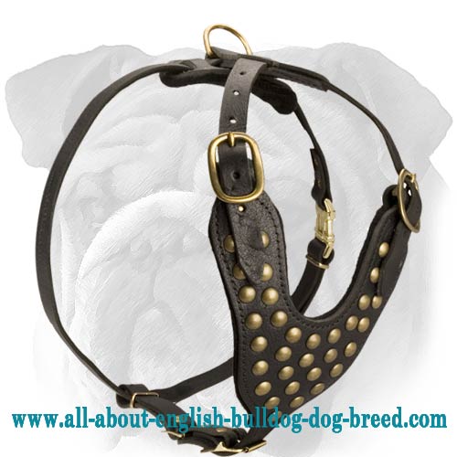 Brass Studded Walking Dog Harness for English Bulldog
