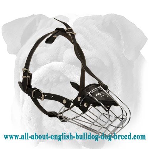 Wire Basket English Bulldog Muzzle with Leather Straps