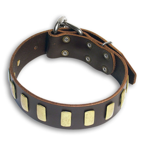 Engl.Bulldog Personalized Brown collar 23'' /23 inch dog collar