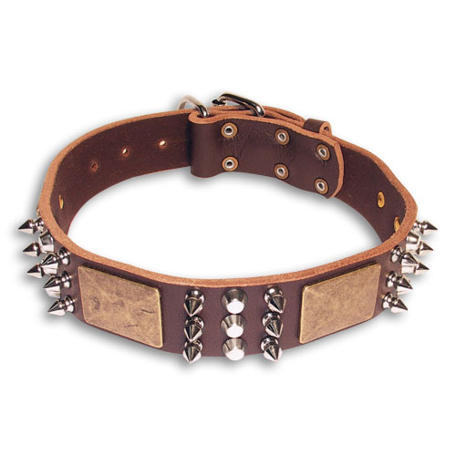 Engl.Bulldog Spiked Brown collar 23'' /23 inch dog collar