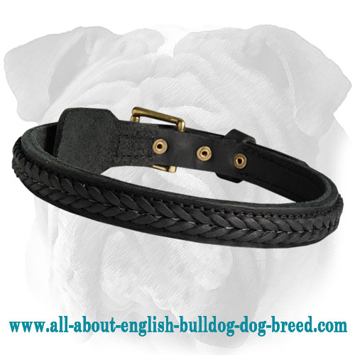 English Bulldog Braided 2 Ply Leather Collar