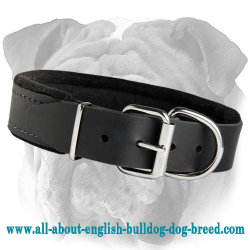 Exclusive Leather Collar for English Bulldog