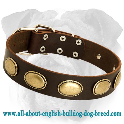 Gorgeous Vintage Leather Collar for English Bulldog