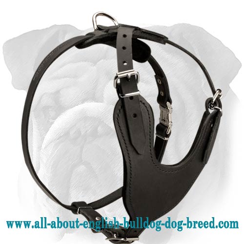 Unique Leather Harness for English Bulldog