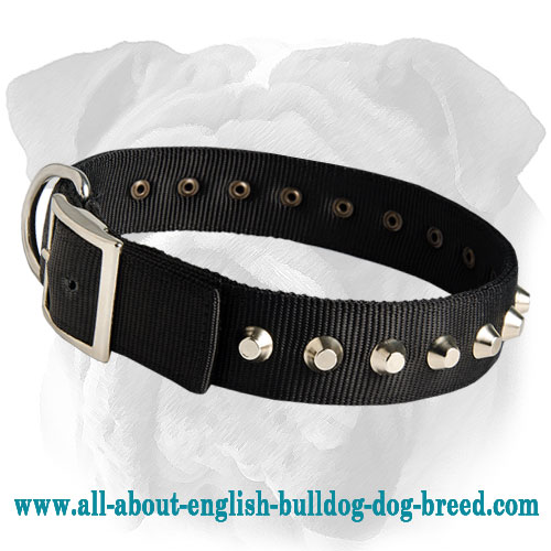 Studded Nylon Collar for English Bulldog - Click Image to Close