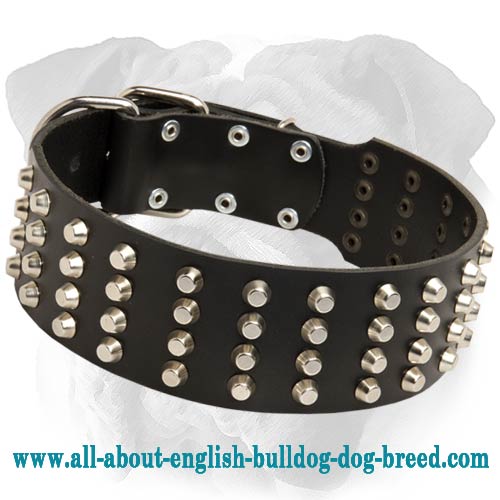 2 inch Wide Studded Leather English Bulldog Collar