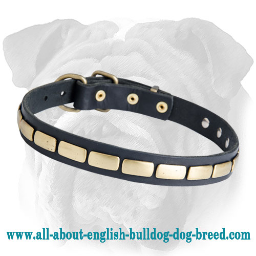 Special Leather English Bulldog Collar With Plates