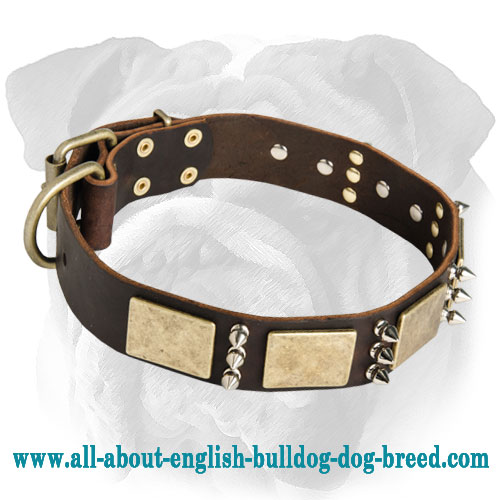 Perfect Decorated Leather English Bulldog Collar | Spikes and Plates - Click Image to Close