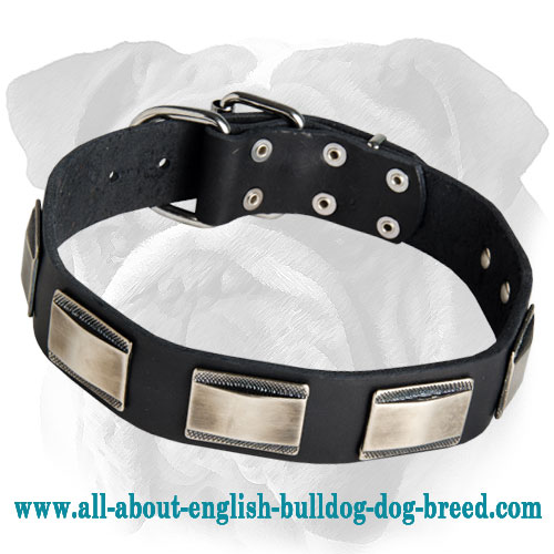 Gorgeous Plated Leather English Bulldog Collar - Click Image to Close