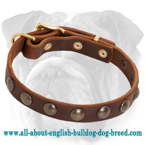 Perfect Studded Leather Collar for English Bulldog Puppy