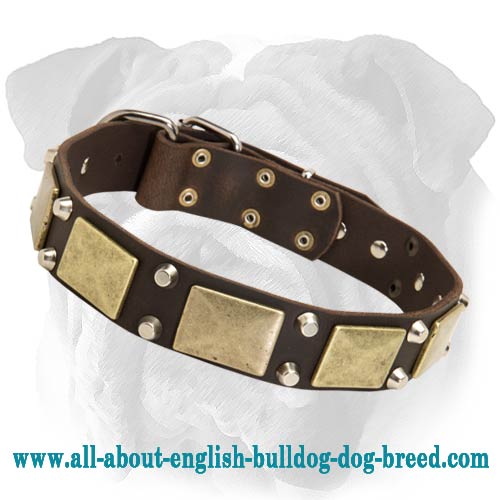 Gorgeous War Leather English Bulldog Collar with Studs and Plates
