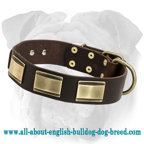 Designer Leather English Bulldog Collar