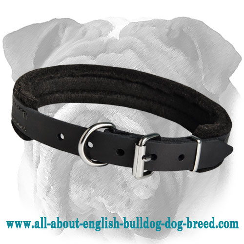 Reliable English Bulldog Padded Leather Collar | Dog Training Supply