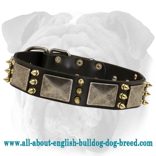 Spiked Leather English Bulldog Collar with Plates