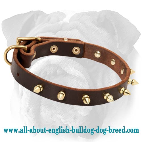 English Bulldog Spiked Leather Collar | Stylish Design