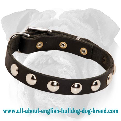 English Bulldog Studded Leather Collar | Nickel Plated Half-Ball Studs