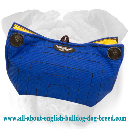 Puppy and Young Dog Bite Builder for English Bulldog Basic Training