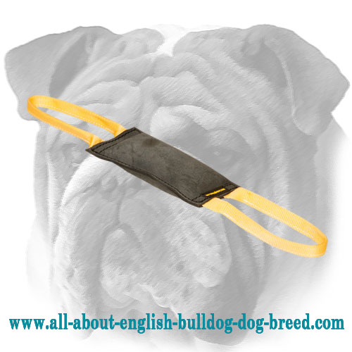 Solid Leather Bite Tug for English Bulldog