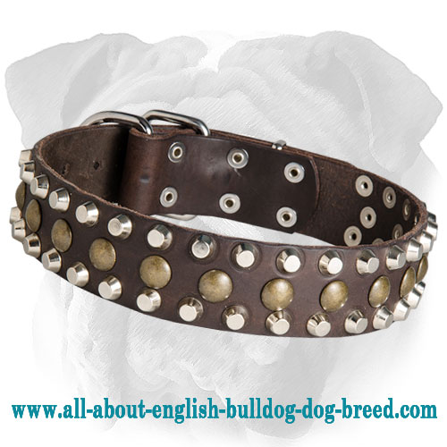 Functional Leather English Bulldog Collar with Brass Studs and Nickel Pyramids - Click Image to Close