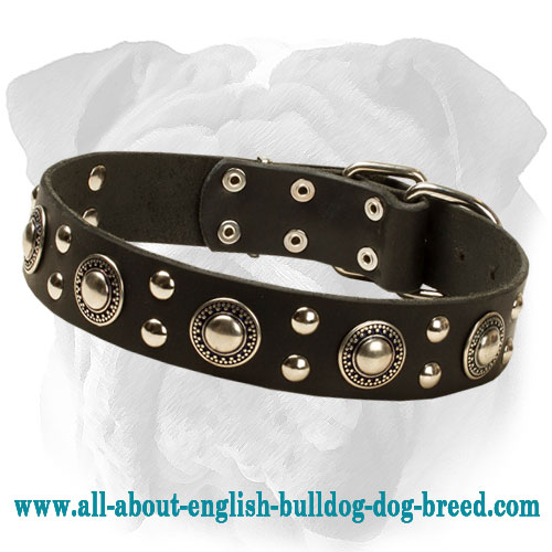 "Endless Admiration" English Bulldog Collar with Nickel Conchos and Studs - Click Image to Close