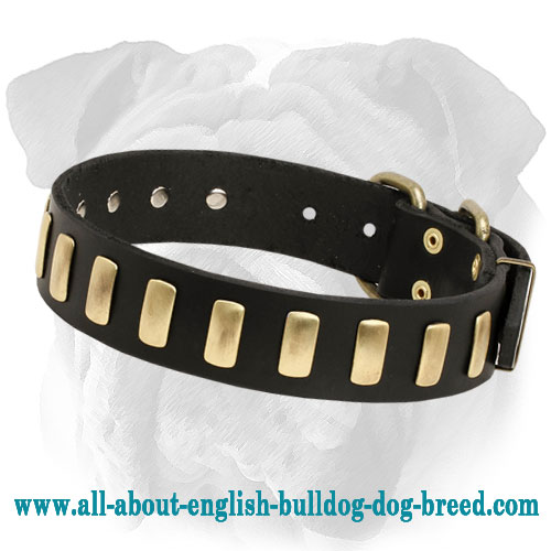 Deluxe Leather English Bulldog Collar with Brass Plates - Click Image to Close