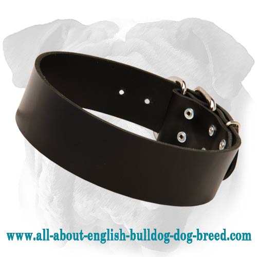 Classic Leather Collar for English Bulldog - Click Image to Close