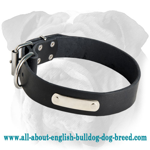 Wonderful Leather English Bulldog Collar with Blank ID Tag