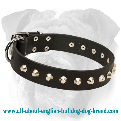 Super Strong Leather English Bulldog Collar Adorned with Nickel Pyramids