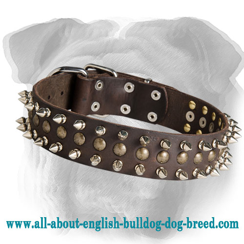 Marvelous Leather English Bulldog Collar with Brass Studs ans Nickel Spikes