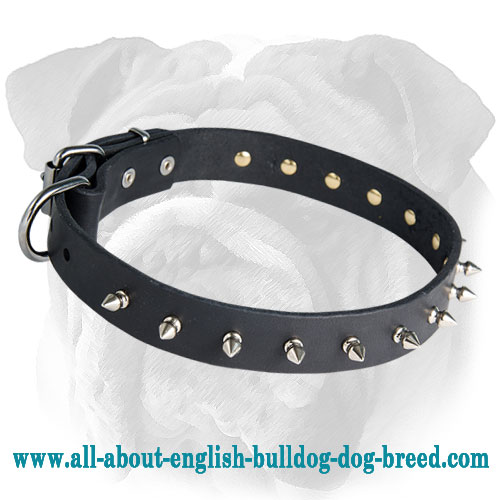 Fantastic English Bulldog Collar for Walking - Spiked Leather Accessory