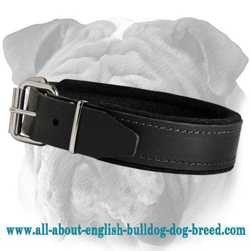 Attack/Agitation Training English Bulldog Collar with Padding