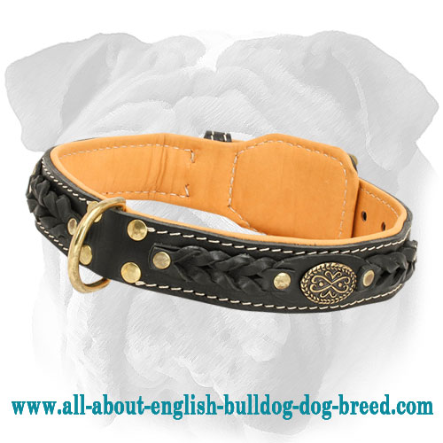 Royal Nappa Padded Handmade Leather English Bulldog Collar