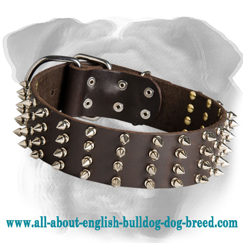 2 Inch Wide Leather Spiked Dog Collar for English Bulldog