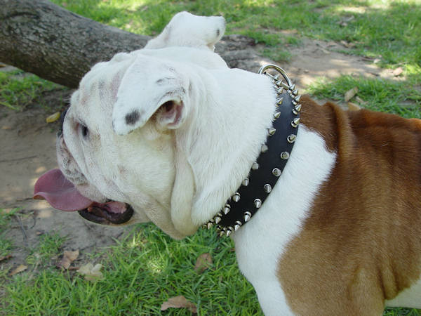 bulldog spike collar