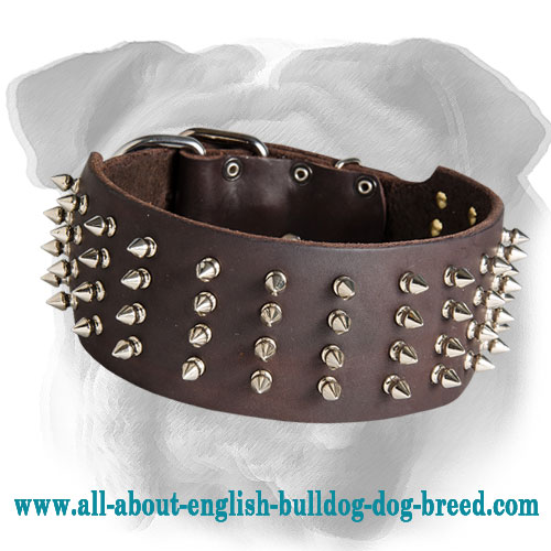 Deluxe 3 Inch Leather English Bulldog Collar with 4 Rows of Nickel Spikes
