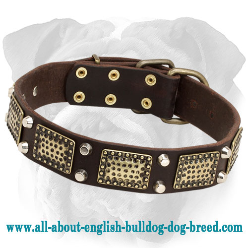 Multitask Leather English Bulldog Collar for Walking and Training