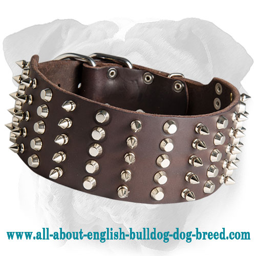 Wonderful Leather Collar for English Bulldog