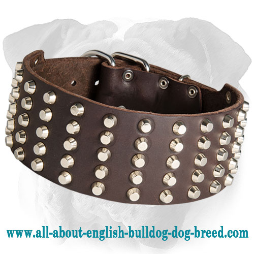 Royal Leather English Bulldog Collar Adorned with Pyramids