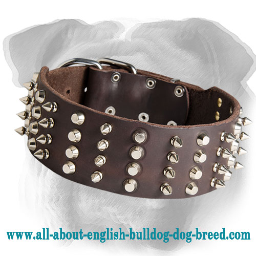 2 Inch Leather English Bulldog Collar for Walking