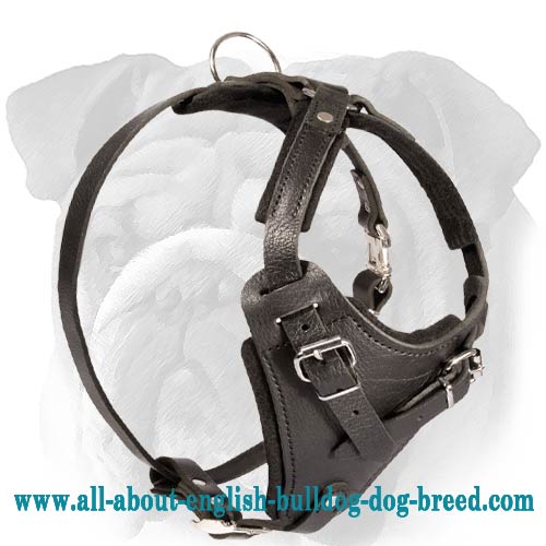 Bulldog harness leather cheap