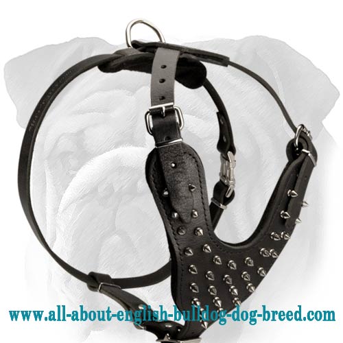 Comfortable Leather English Bulldog Harness with Nickel Plated Spikes